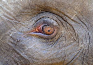 elephant-266791_640