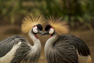 grey-crowned-crane-540657_640