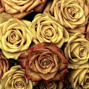 roses-66527_640